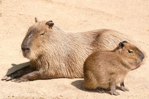 Capybara