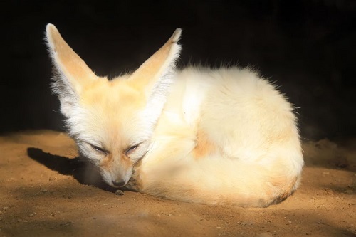 Fennec Fox