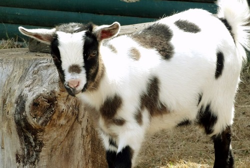 Pygmy Goat