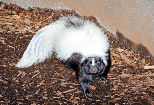 Skunk