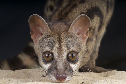Spotted Genet