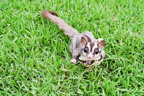 Sugar Gliders