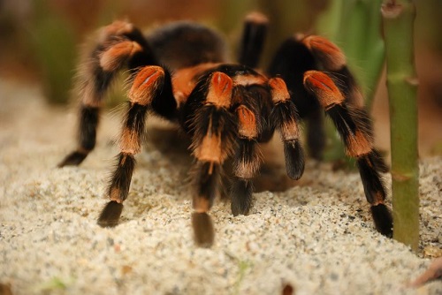 Tarantula