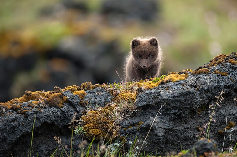 amazing-iceland-landscapes-wcth05