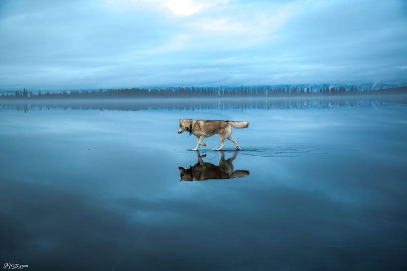 Siberian Huskies On Frozen Lake - 10 Stunning Photos Siberian Huskies On Frozen Lake - 10 Stunning Photos