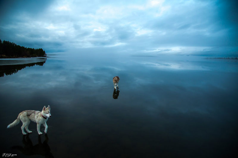Siberian Huskies On Frozen Lake - 10 Stunning Photos Siberian Huskies On Frozen Lake - 10 Stunning Photos