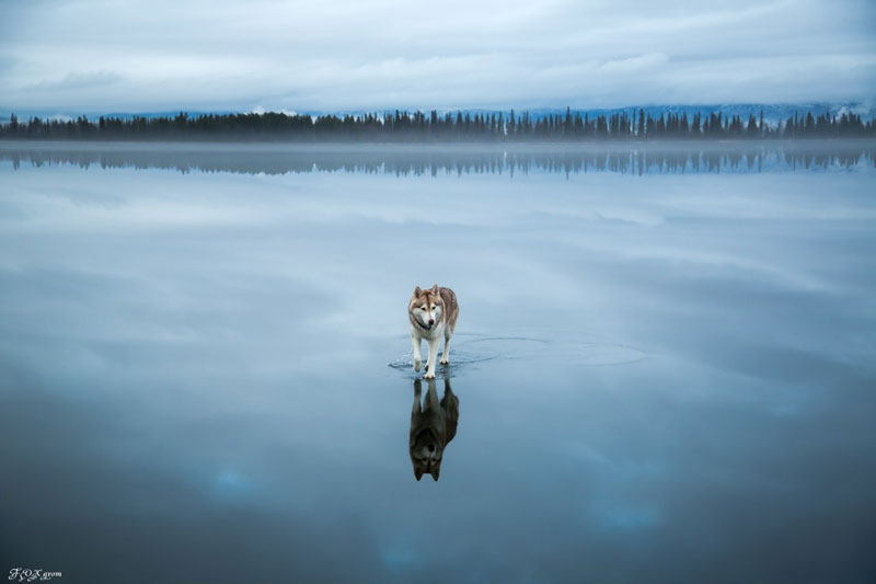Siberian Huskies On Frozen Lake - 10 Stunning Photos Siberian Huskies On Frozen Lake - 10 Stunning Photos