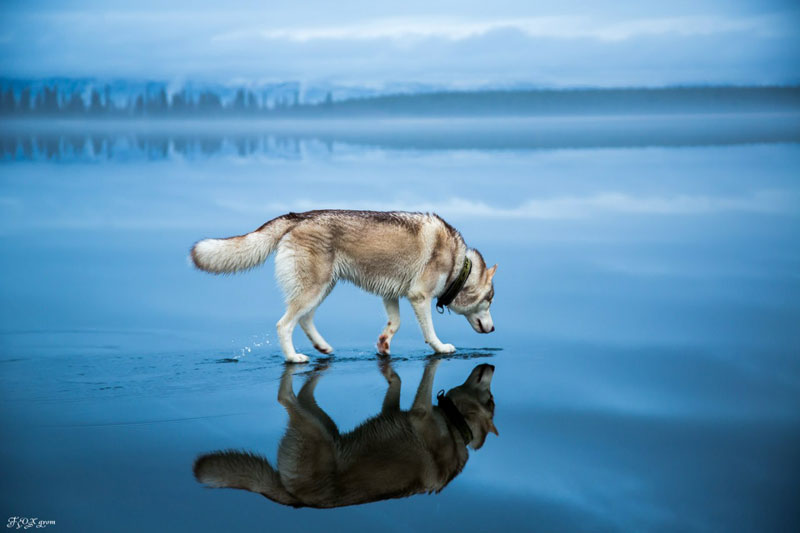 Siberian Huskies On Frozen Lake - 10 Stunning Photos Siberian Huskies On Frozen Lake - 10 Stunning Photos