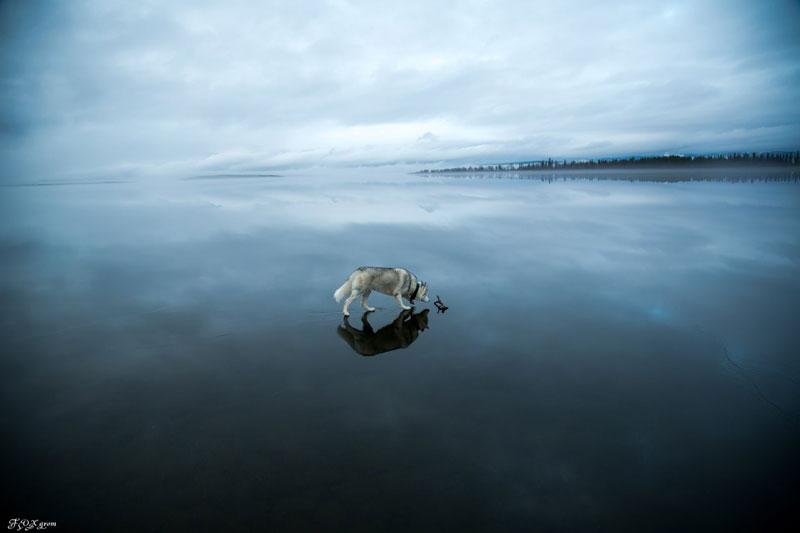 Siberian Huskies On Frozen Lake - 10 Stunning Photos Siberian Huskies On Frozen Lake - 10 Stunning Photos