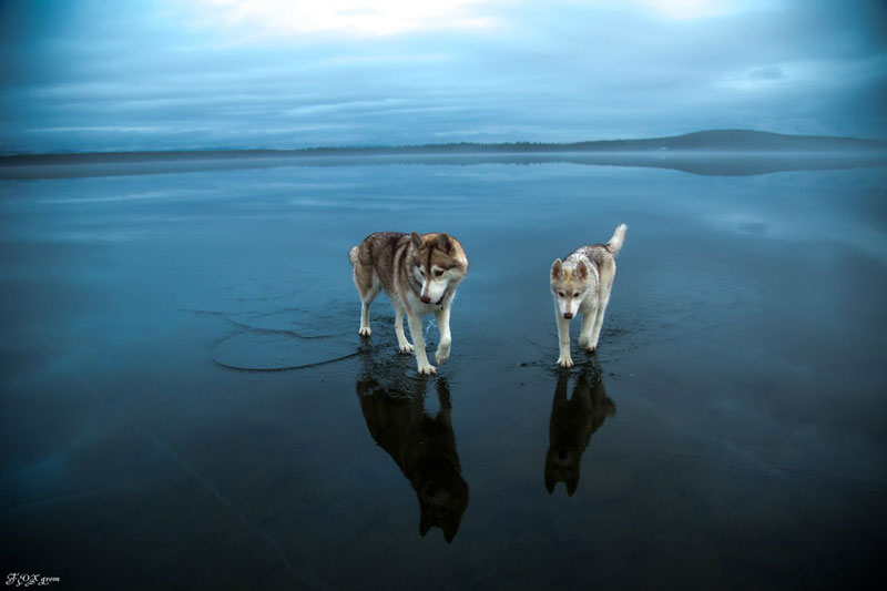 Siberian Huskies On Frozen Lake - 10 Stunning Photos Siberian Huskies On Frozen Lake - 10 Stunning Photos