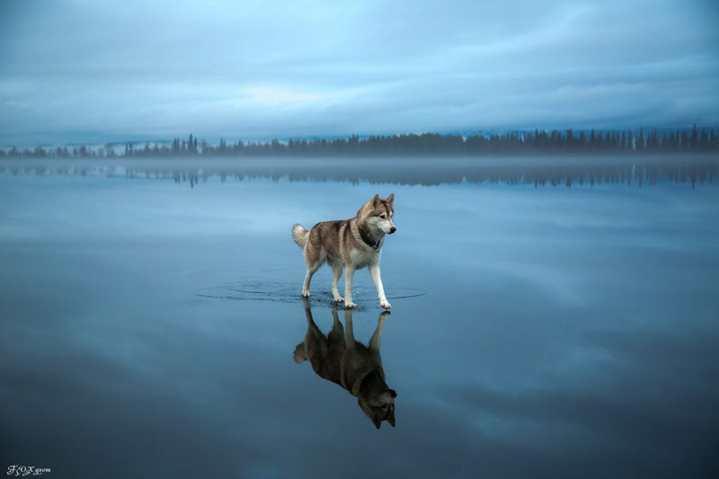 Siberian Huskies On Frozen Lake - 10 Stunning Photos Siberian Huskies On Frozen Lake - 10 Stunning Photos