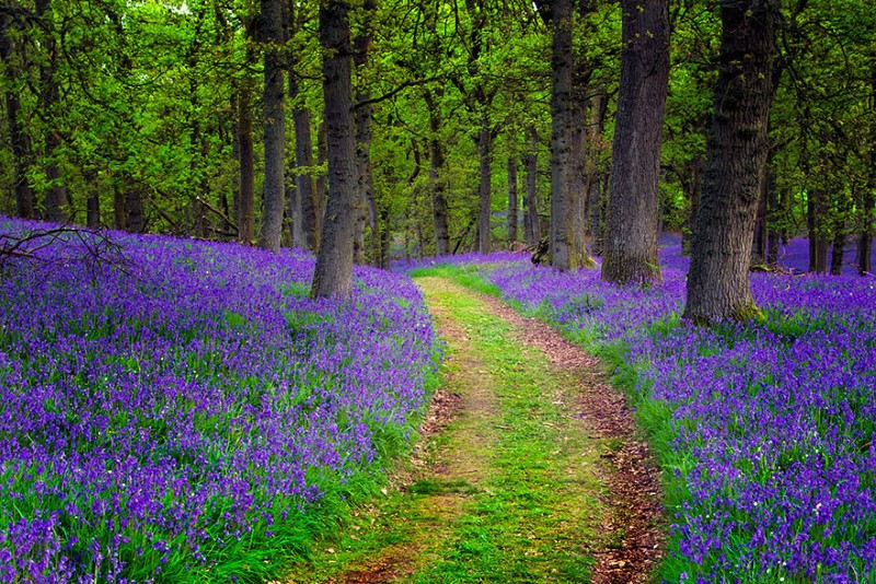 6. Bluebell Path in Perthshire
