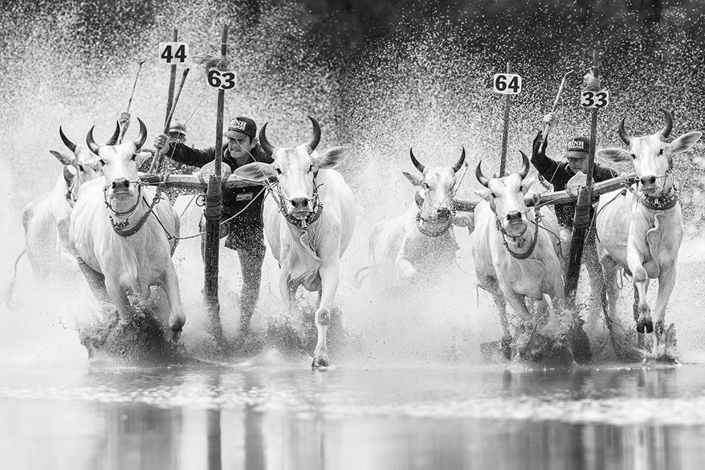 8. Vietnam Cow racing by JetHuynh / Picfair