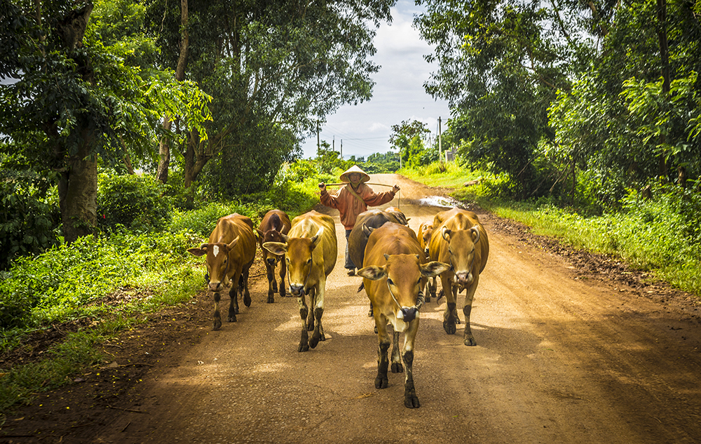 11. The cowboy and cows by John Nguyen / Picfair