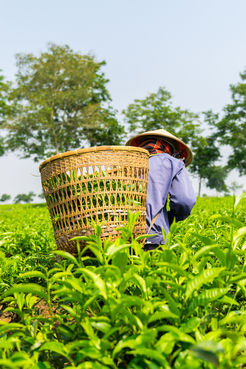 15. Women with conical hat working on green tea plantation, Bao Loc, Lam Dong, Vietnam by Tom Phung / Picfair