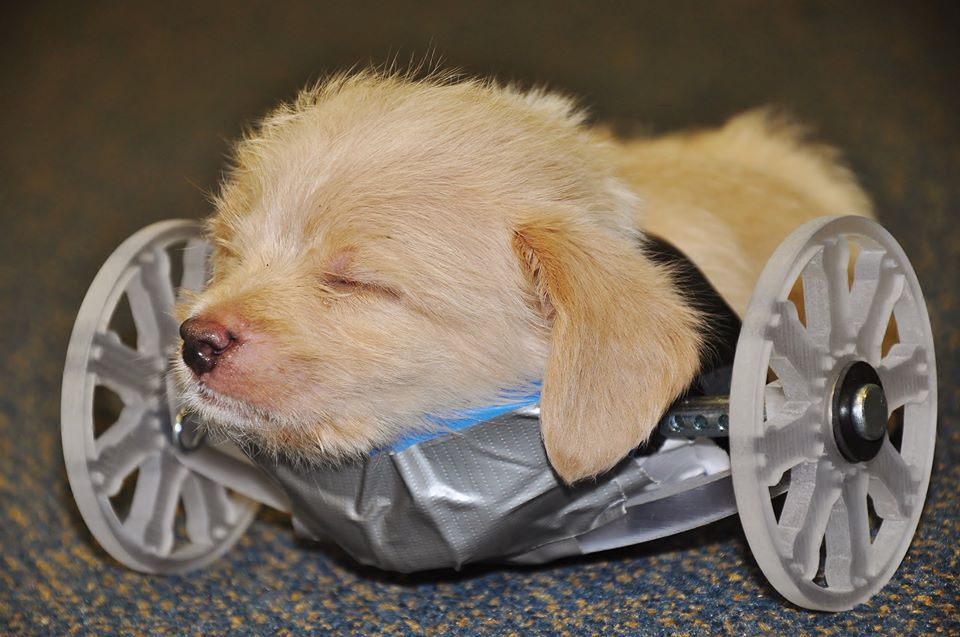 3d-printed-wheeels-pup