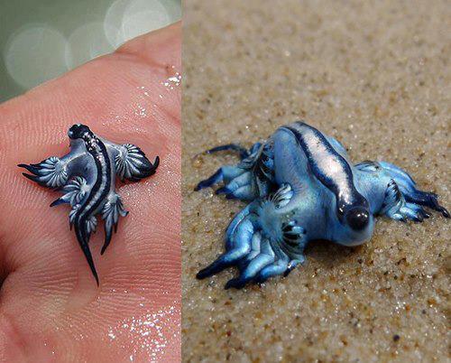 blue-dragon-wiki