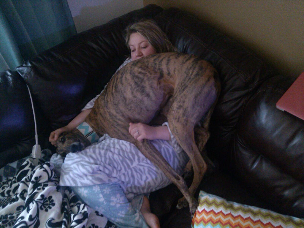 Hilarious Images of Dogs Annoying Their Humans in the Most Adorable Fashion