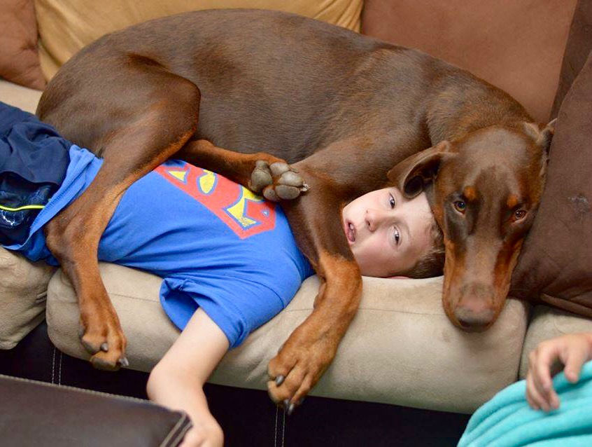 Hilarious Images of Dogs Annoying Their Humans in the Most Adorable Fashion