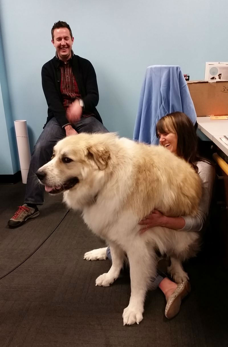 Hilarious Images of Dogs Annoying Their Humans in the Most Adorable Fashion