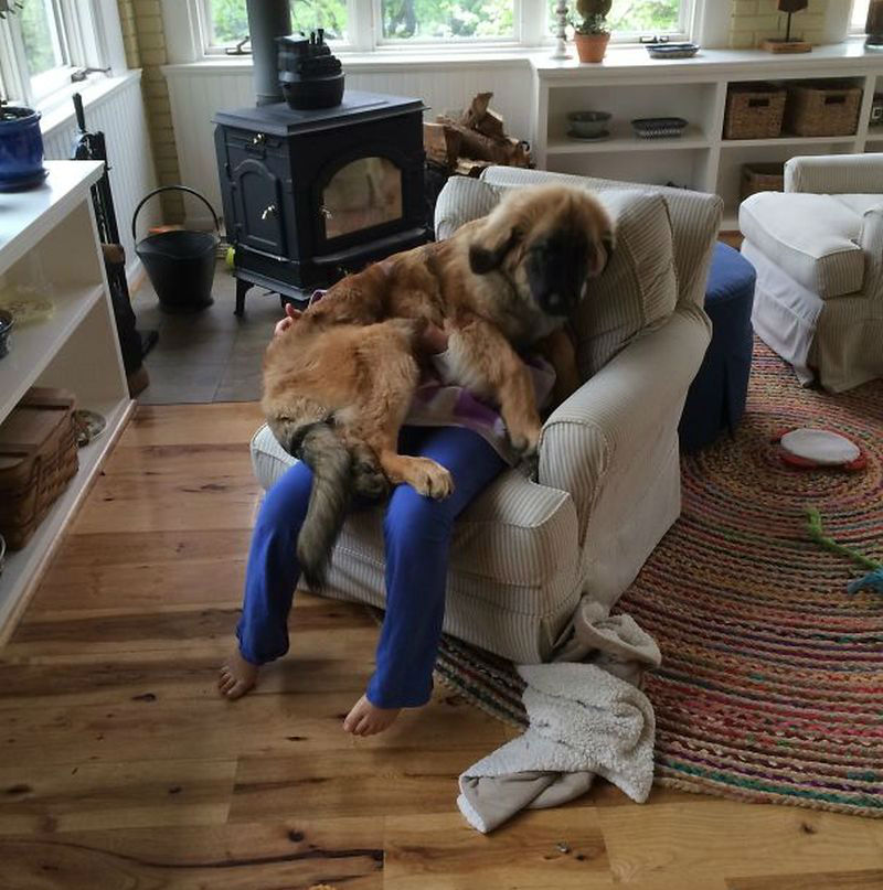 Hilarious Images of Dogs Annoying Their Humans in the Most Adorable Fashion Hilarious Images of Dogs Annoying Their Humans in the Most Adorable Fashion