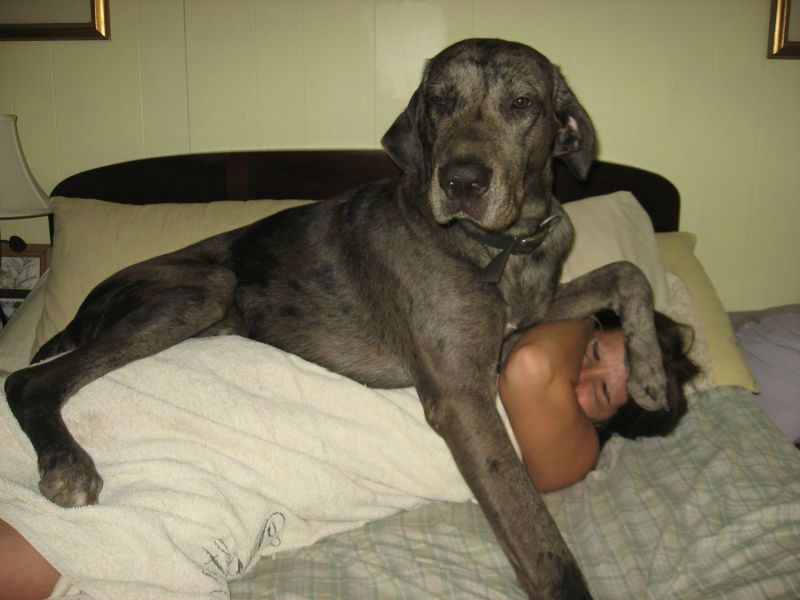 Hilarious Images of Dogs Annoying Their Humans in the Most Adorable Fashion