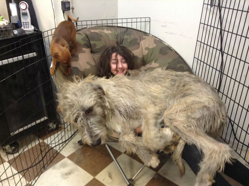 Hilarious Images of Dogs Annoying Their Humans in the Most Adorable Fashion
