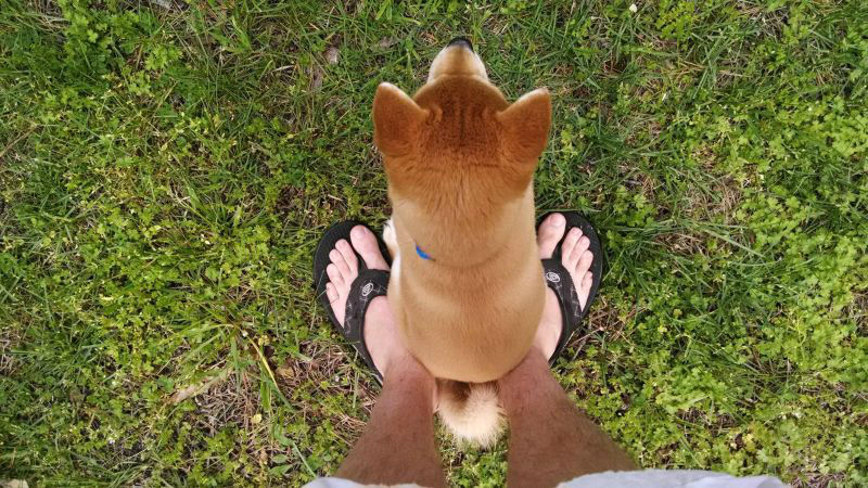 Hilarious Images of Dogs Annoying Their Humans in the Most Adorable Fashion