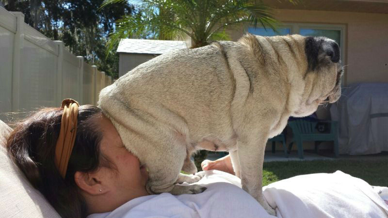 Hilarious Images of Dogs Annoying Their Humans in the Most Adorable Fashion