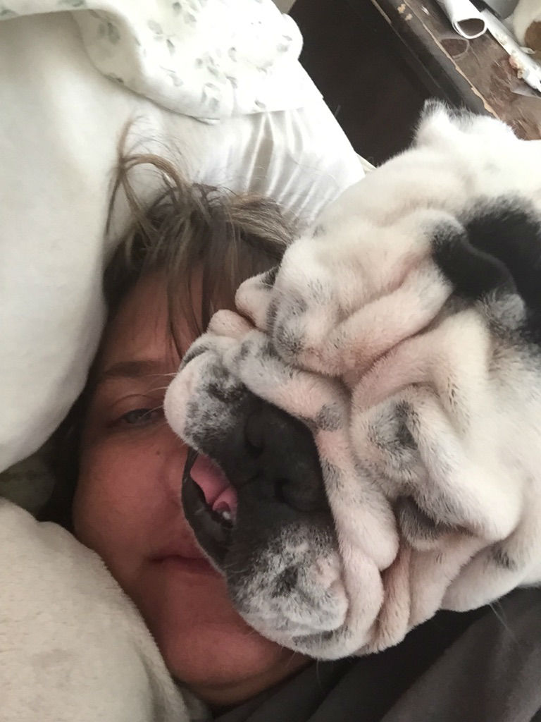 Hilarious Images of Dogs Annoying Their Humans in the Most Adorable Fashion