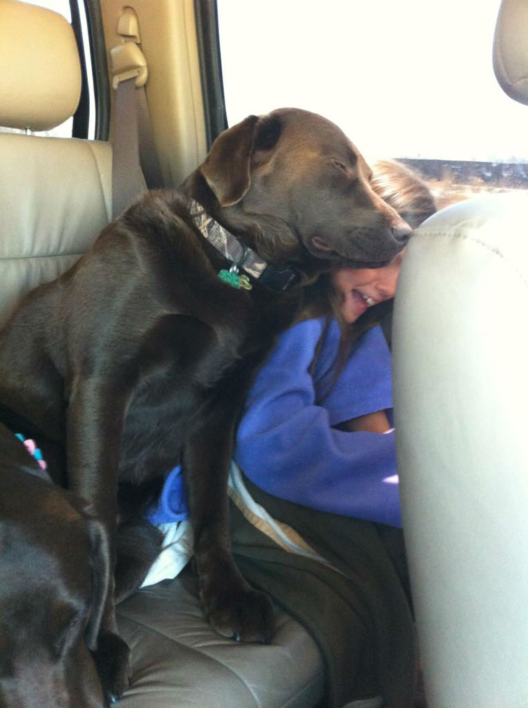 Hilarious Images of Dogs Annoying Their Humans in the Most Adorable Fashion