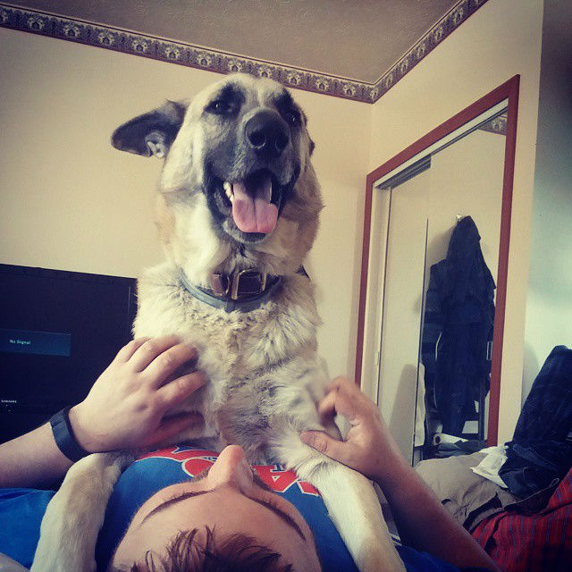 Hilarious Images of Dogs Annoying Their Humans in the Most Adorable Fashion