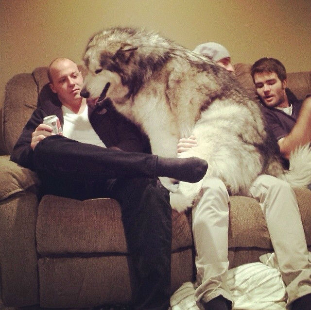 Hilarious Images of Dogs Annoying Their Humans in the Most Adorable Fashion