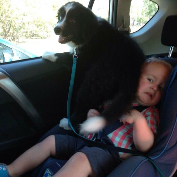 Hilarious Images of Dogs Annoying Their Humans in the Most Adorable Fashion