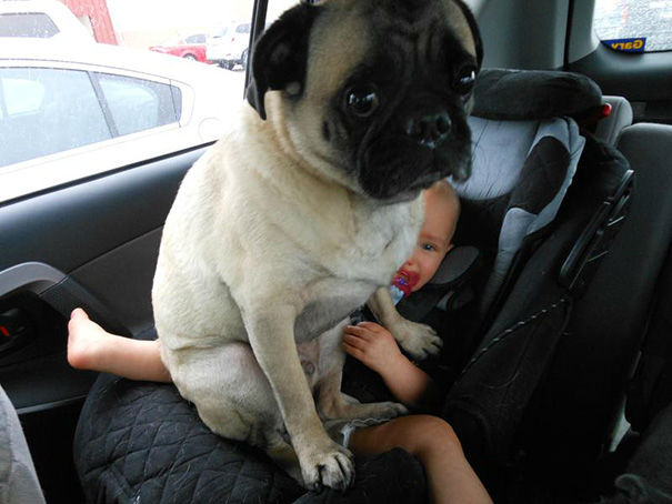 Hilarious Images of Dogs Annoying Their Humans in the Most Adorable Fashion Hilarious Images of Dogs Annoying Their Humans in the Most Adorable Fashion