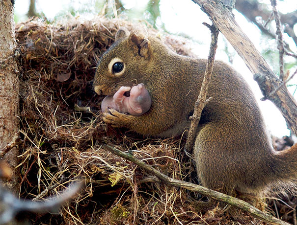 happy-animal-facts-35