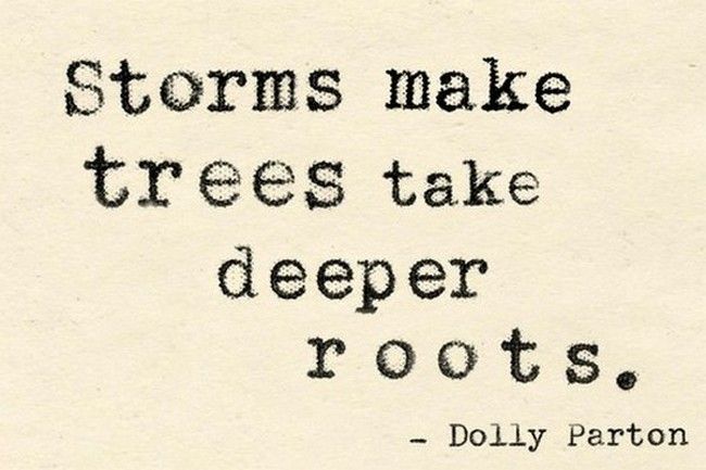storms-makes-trees-take-deeper-roots