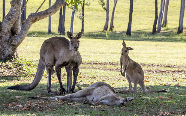 viral photo of kangaroo mourning dea