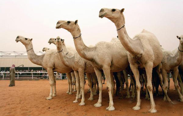 camel