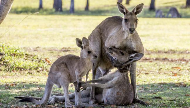 male Kangaroo mating causes death of female looks like he is cradling as she reaches for teh joey