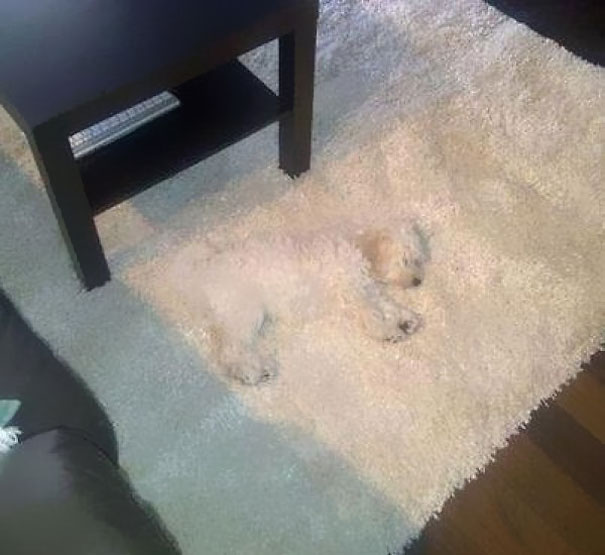 puppy