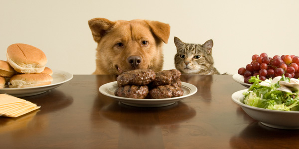 pet_human-foods