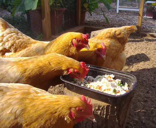 Chicken eating food should we feed our pets scraps