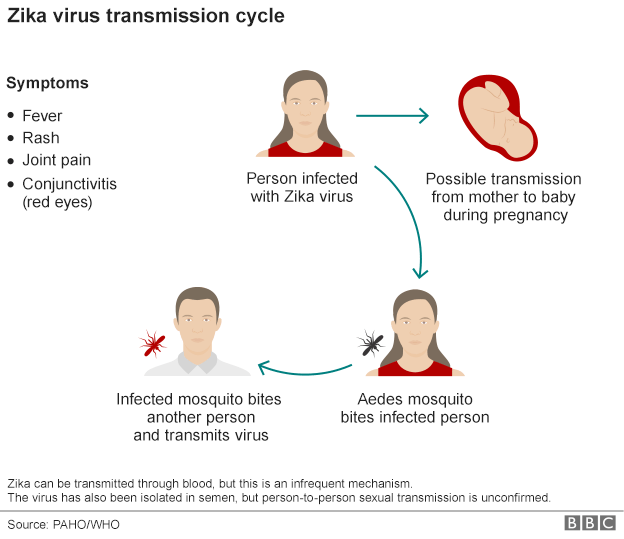 _87936799_zika_virus_cycle_624-08