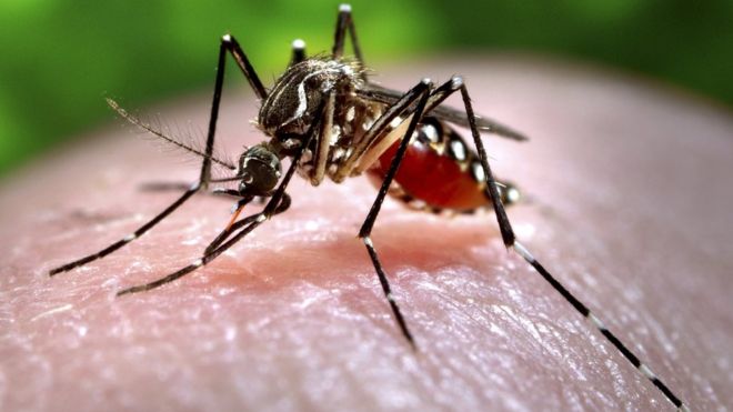 _87953765_c0093043-feeding_mosquito-spl
