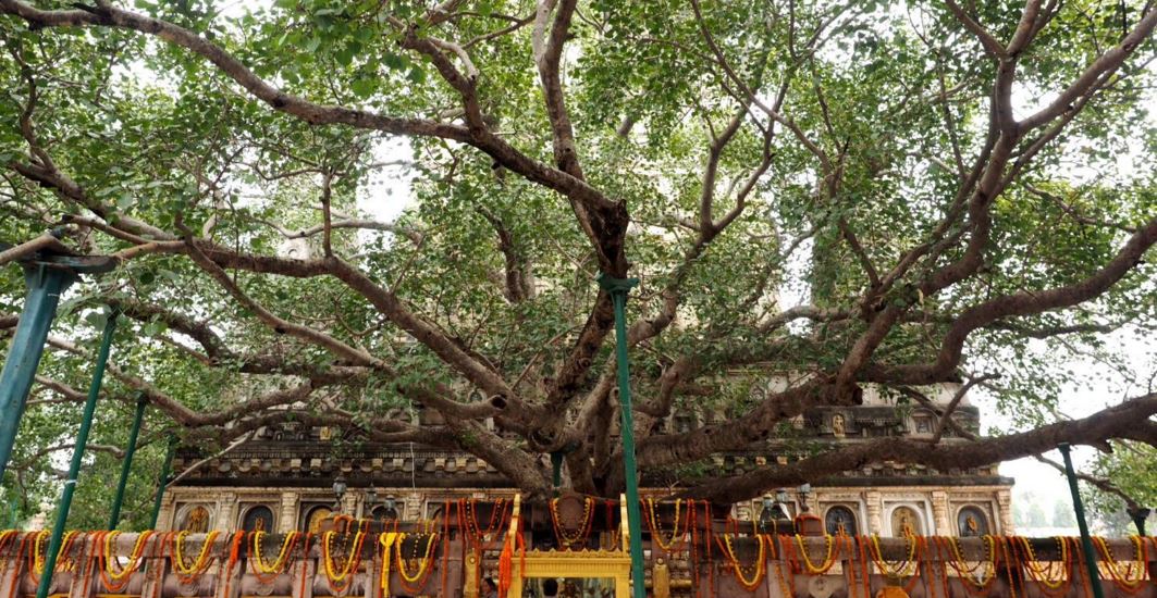 bodhi-tree-buddha