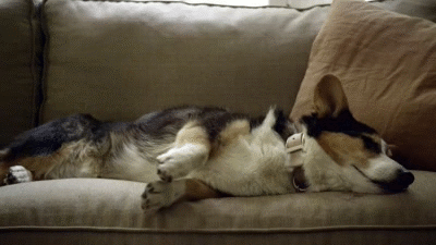 dreaming-dog-6