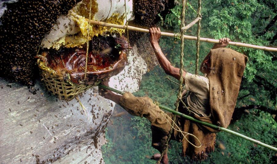honey-hunter-nepal