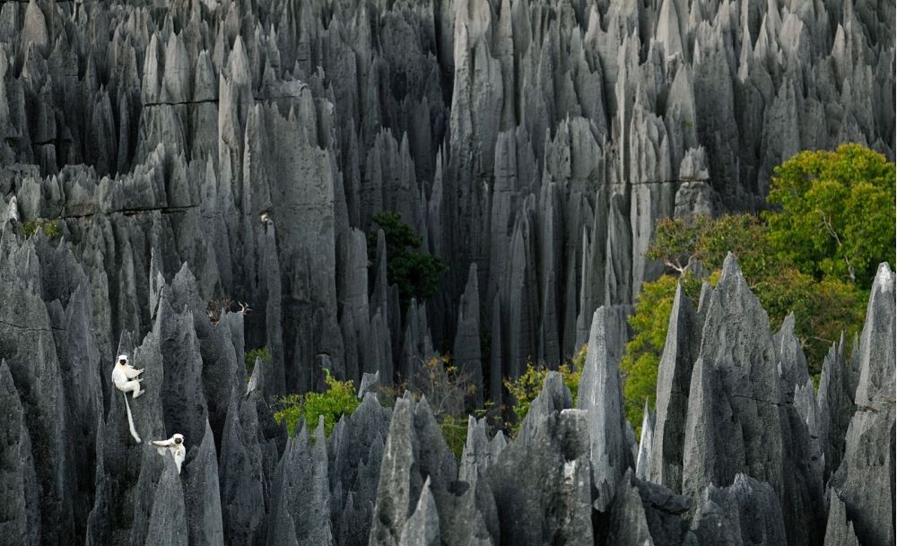 Stone-forest