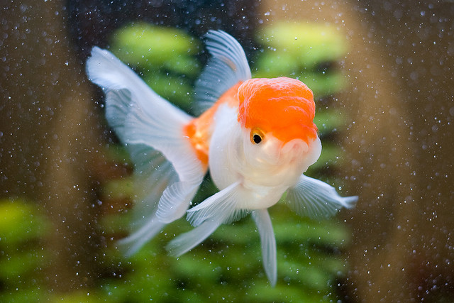 goldfish-white